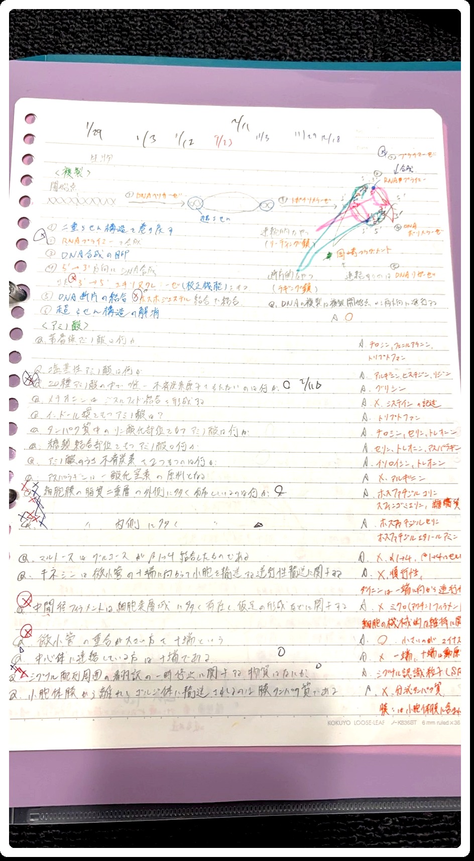 自作ノートDNA・アミノ酸ページ